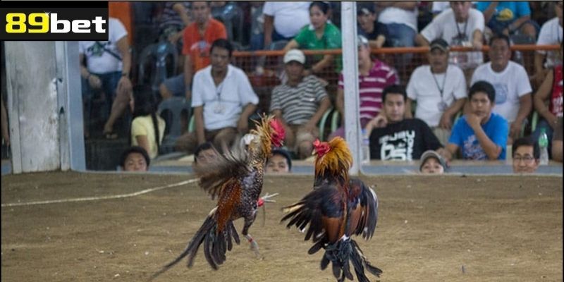 Cách Thức Tổ Chức Trận Đá Gà Cựa Dao