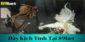 Cá Cược Đá Gà Cựa Dao – Thú Vui Và Thách Thức