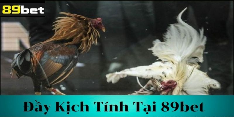 Cá Cược Đá Gà Cựa Dao – Thú Vui Và Thách Thức