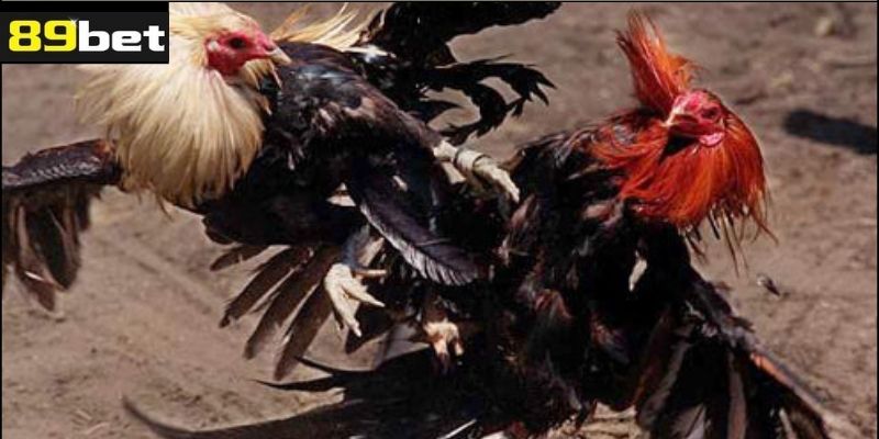 Luật Chơi Và Cách Tổ Chức Trận Đá Gà Đòn