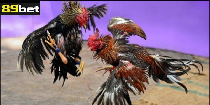 Một Số Lưu Ý Khi Tham Gia Đá Gà Đòn