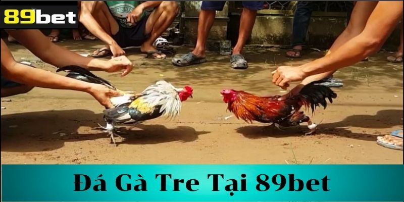 Tìm hiểu về đá gà tre 89bet