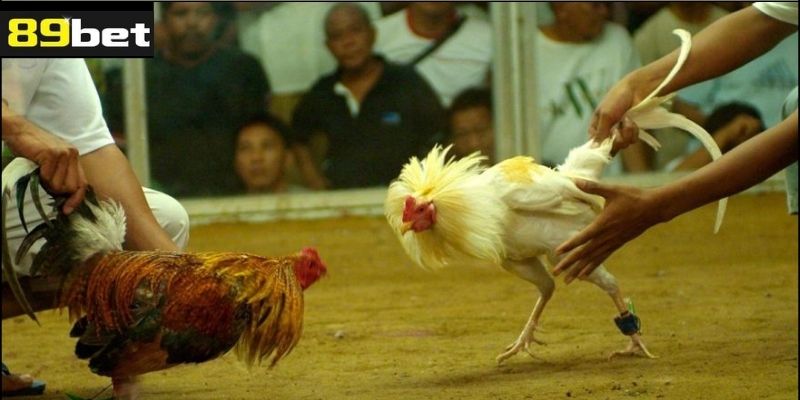 Kỹ Thuật Huấn Luyện Gà Tre Đá