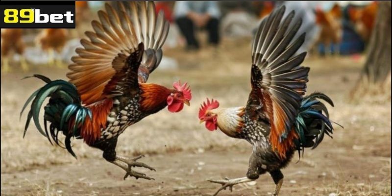 Một Số Lưu Ý Khi Chơi Đá Gà Tre