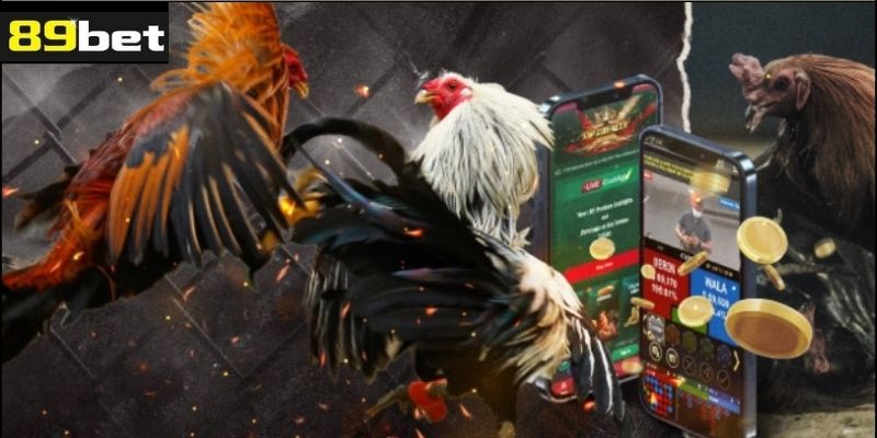 Những Tiêu Chí Chọn Sảnh Live Đá Gà Uy Tín