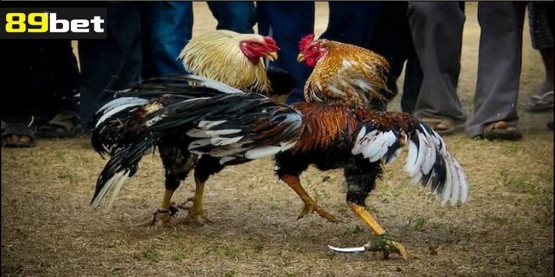 Tìm hiểu về đá gà cựa dao 89bet